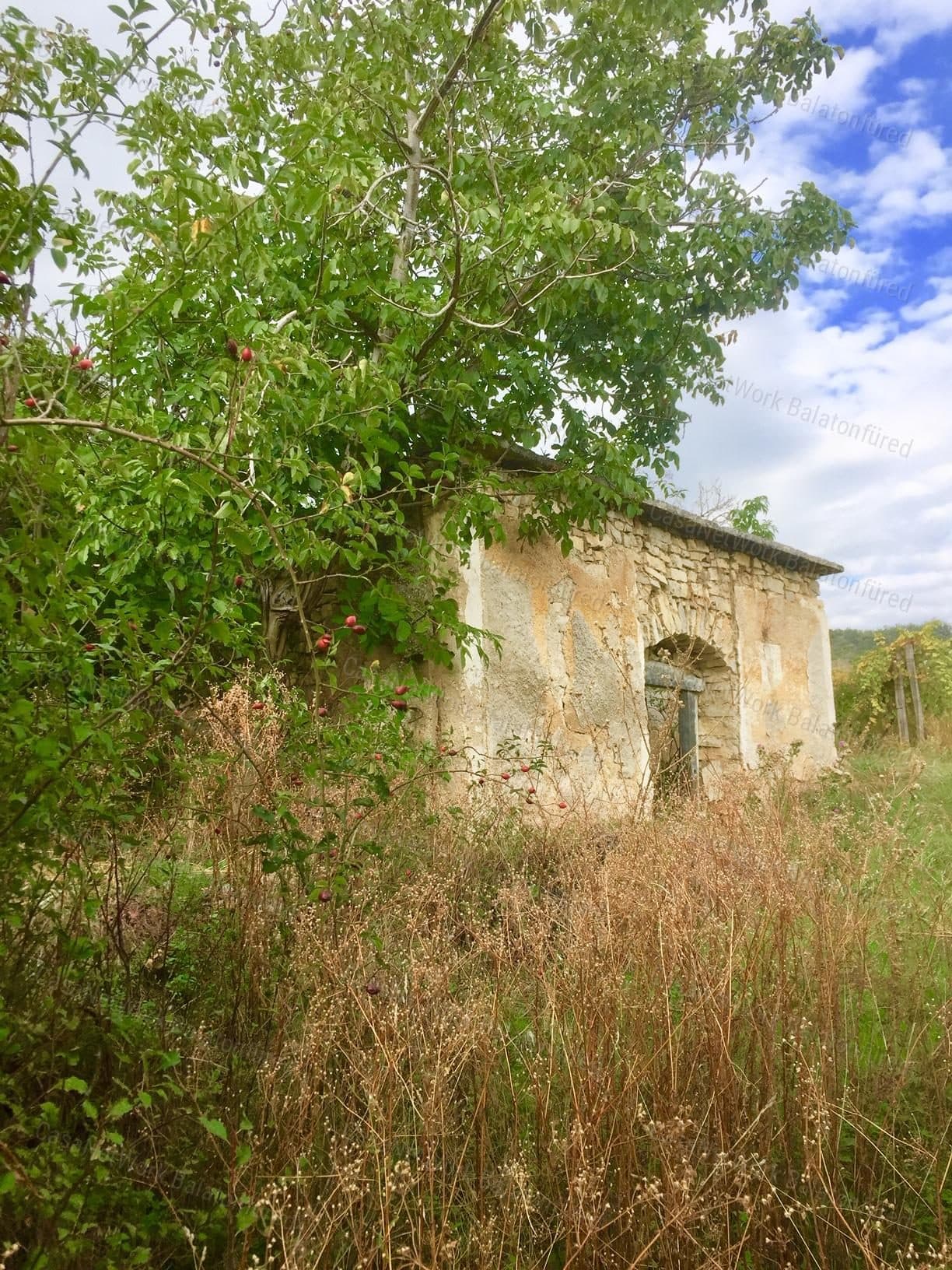 Weinkeller mit Preshaus und Weinanbaufläche in Balatonszőlős