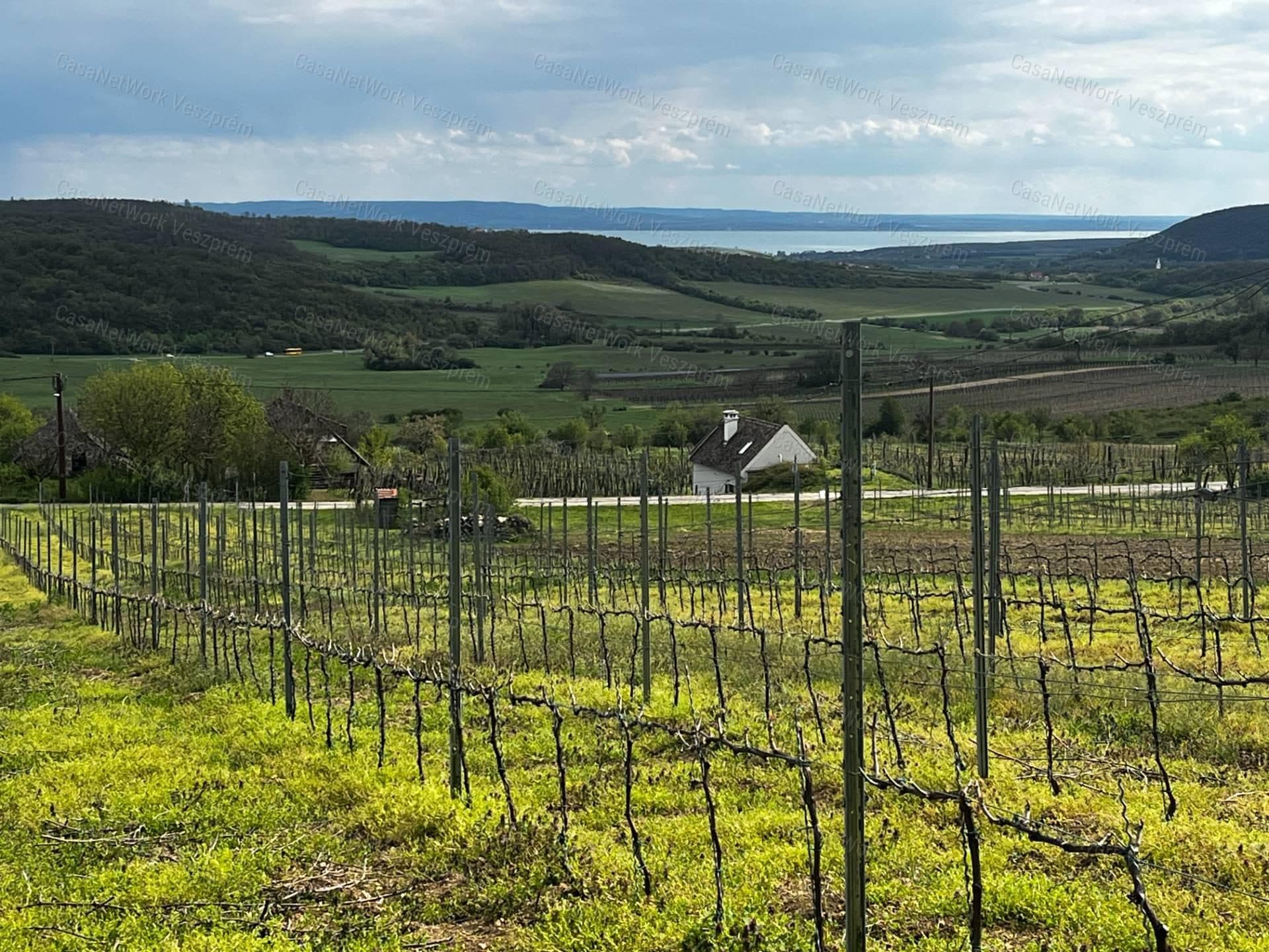 Weinberg in Óbudavár mit Panoramablick, 5107 m²