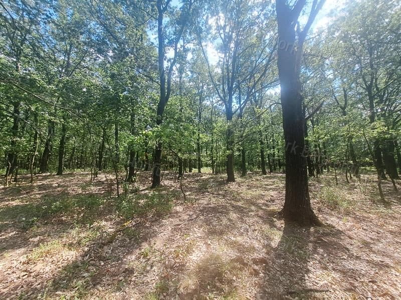 Wald bei Köveskál in der Káli-Senke
