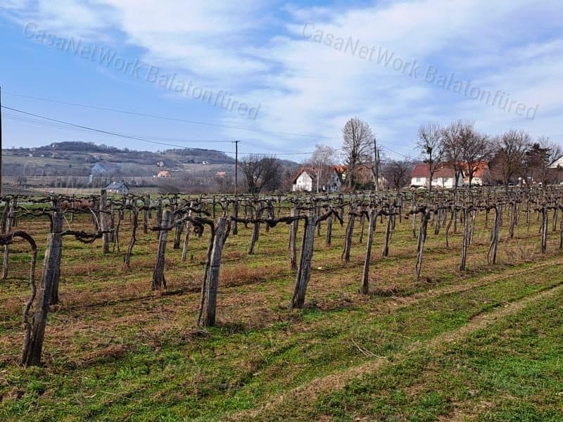 Rebland mit Balaton-Panorama in Szentjakabfán, Nivegy-Tal
