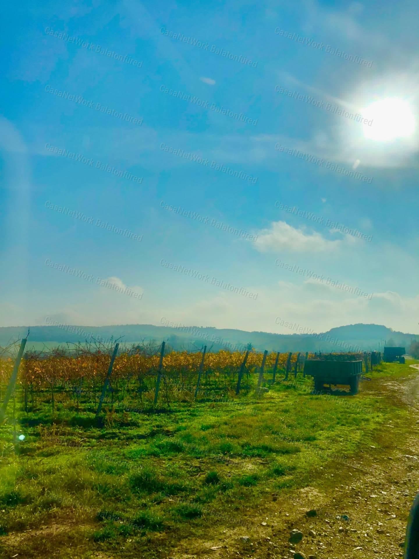 Panoramablick auf den Balaton – Weinberg in Balatoncsicsó