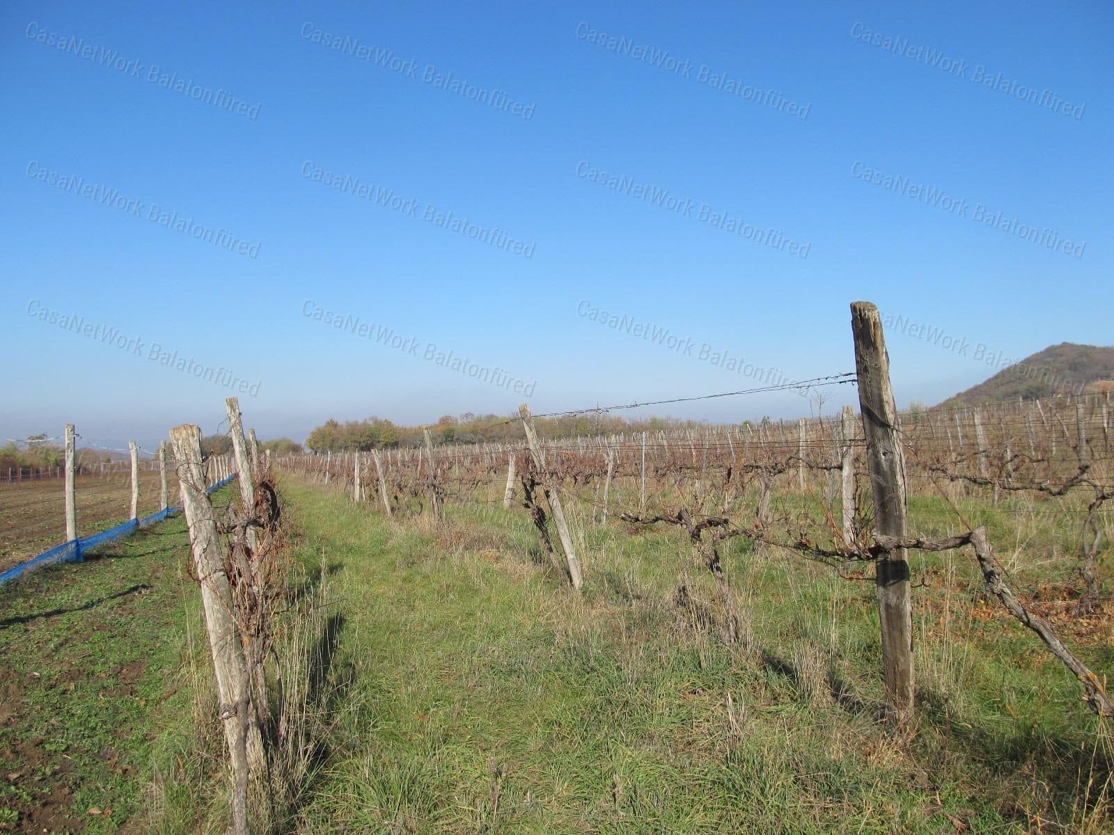 Weinberg in der Nähe des Belső-tó in Tihany