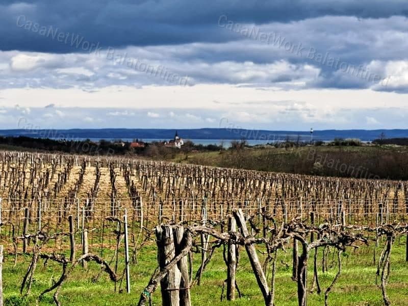 Weinbaugrundstück mit Panoramablick in Zánka