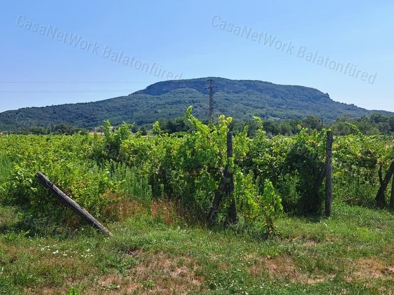 Weinberg in Badacsonytördemic nahe der Siedlung