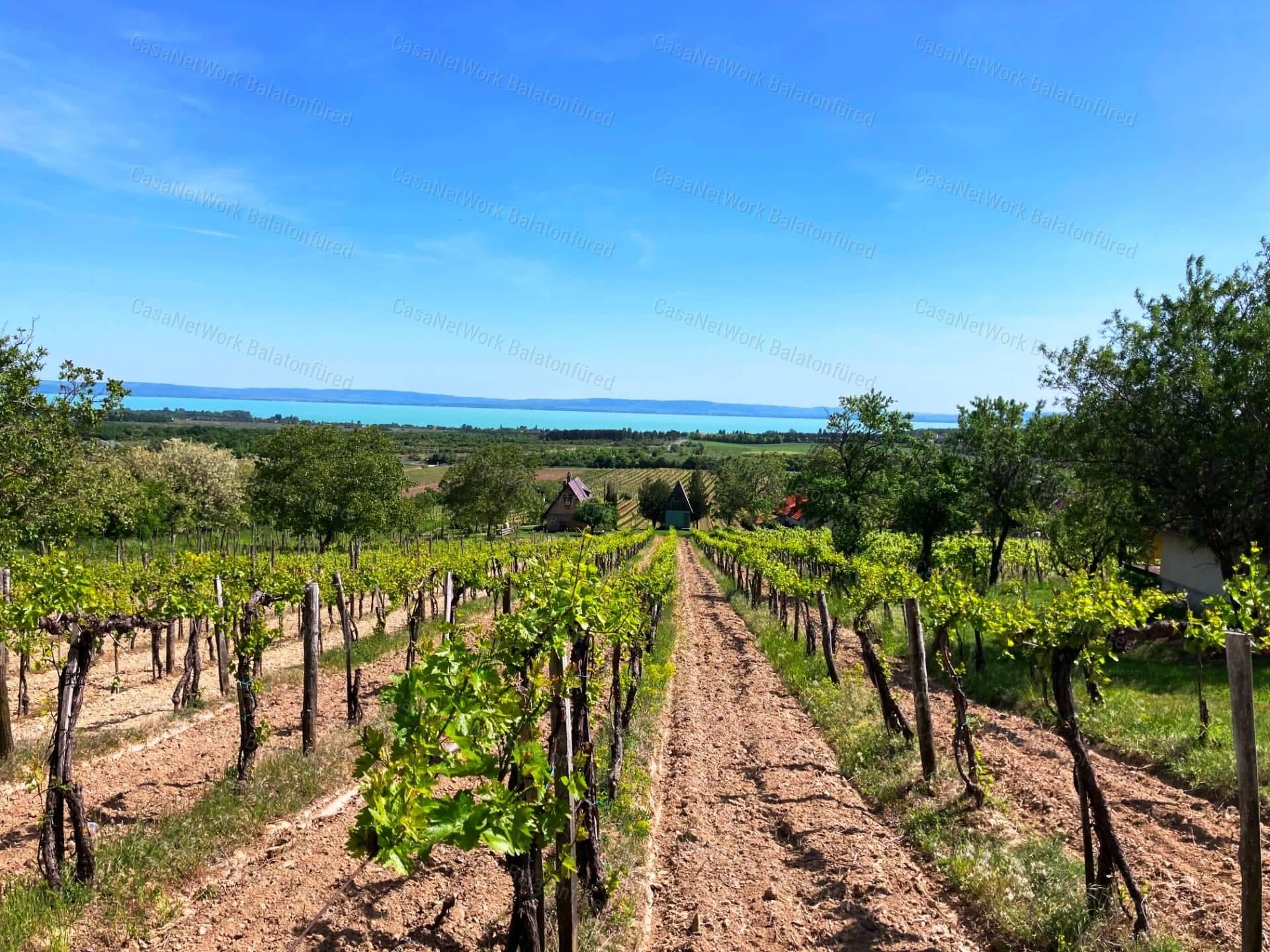 Weinberg und Wirtschaftsgebäude in Tagyon mit Panoramablick