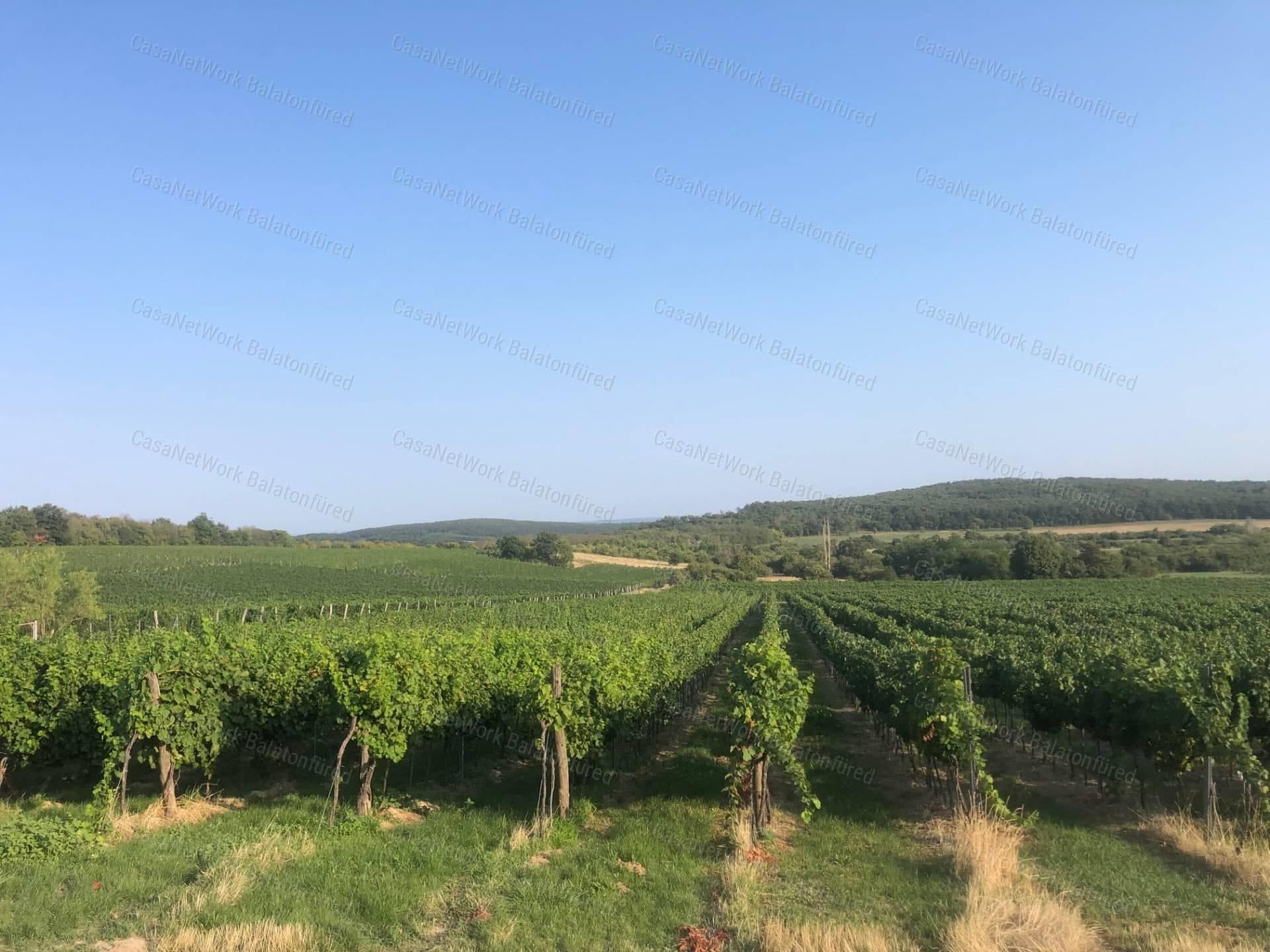 Weinbaugebiet in Pécselyi – 21.000 m² mit Kékfrankos und Merlot