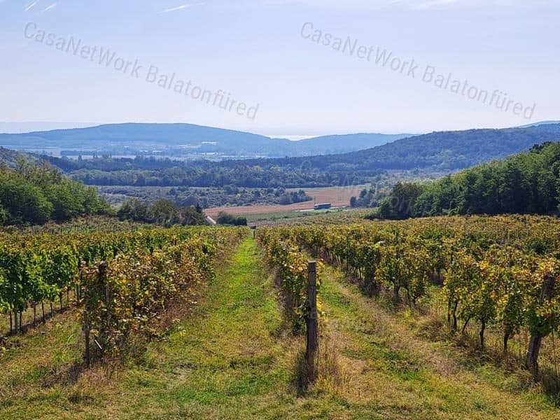 Baubarer Weinberg in Mindszentkálla mit Panoramablick