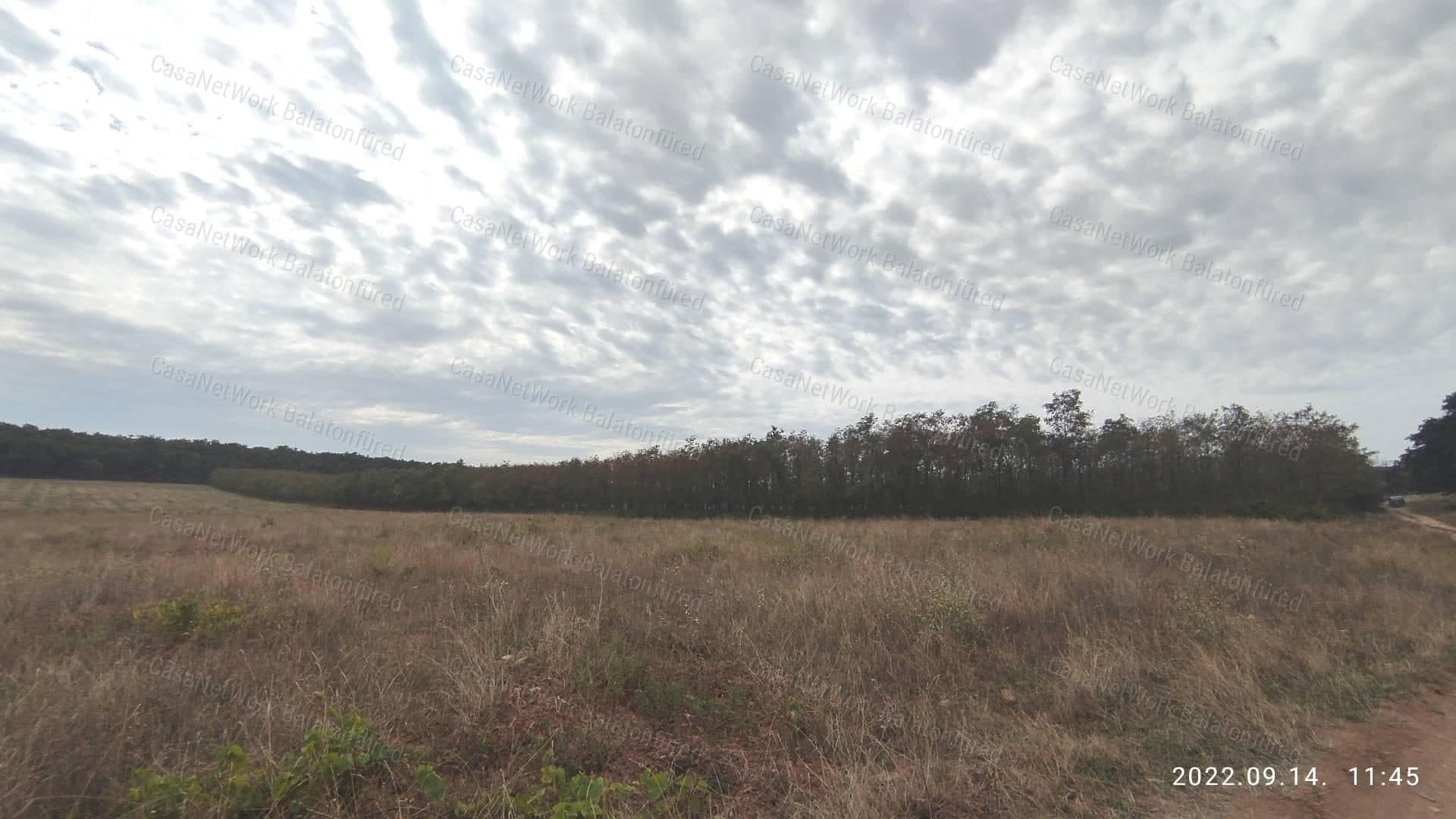 Wald in Zánka!