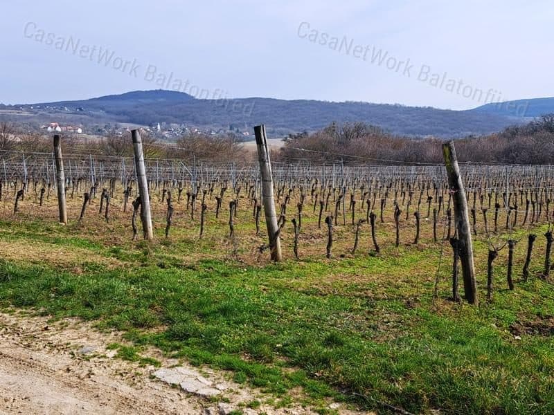 Weingut mit Balaton-Panorama in Szentjakabfá, Nivegy-Tal